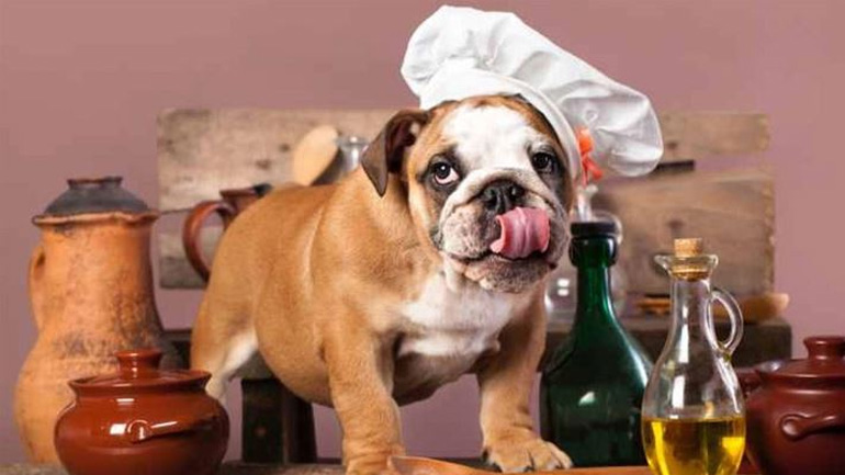 Γιατί να πρέπει να δίνετε στον σκύλο σας ελαιόλαδο;