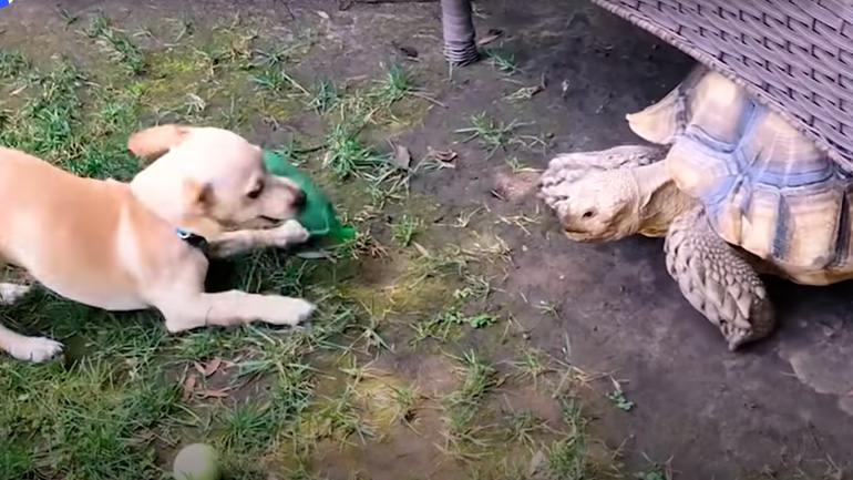 Σκύλος παίζει με μια χελώνα Σκύλος παίζει με μια χελώνα