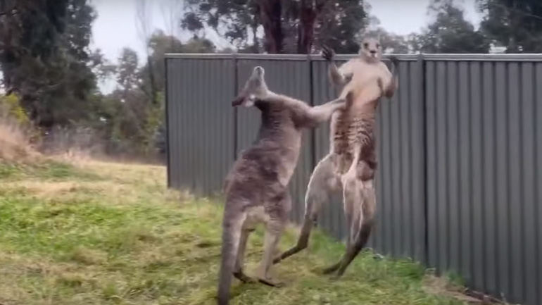 Mάχη μεταξύ δύο καγκουρό έξω από ένα σπίτι