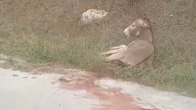 Τα γυρίζει τώρα ο αντιδήμαρχος: «Ο γάιδαρος δέχτηκε επίθεση από λύκο»