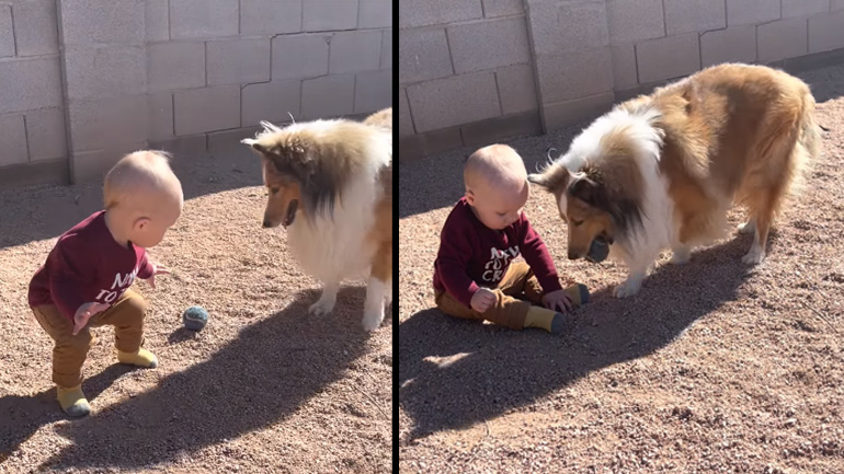 Mωρό παίζει πρώτη φορά με σκύλους