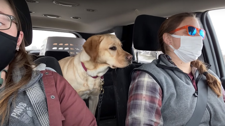 Σκύλος υπηρεσίας για ανθρώπους με προβλήματα ακοής