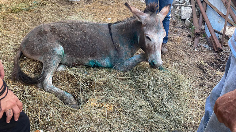 Με βαθιά τραύματα το γαϊδουράκι που κακοποίησε ο αντιδήμαρχος Ζίτσας – Μεταφέρεται στην Αττική