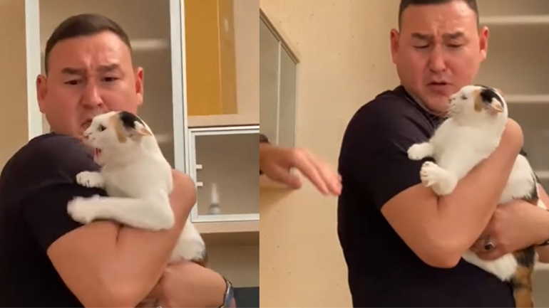 Η γάτα φύλακας