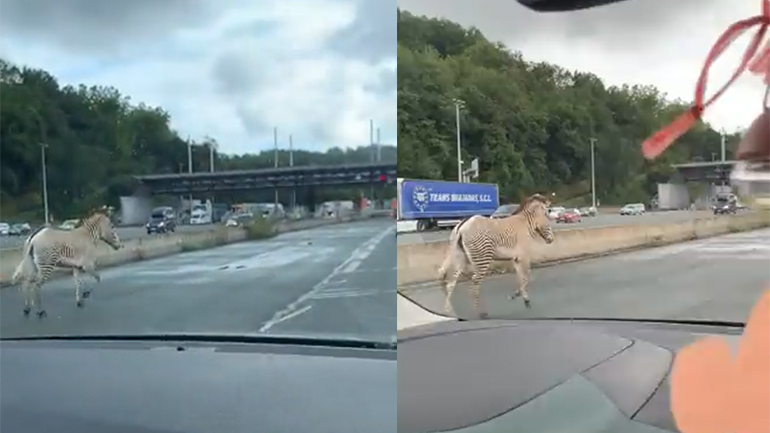 Μια ζέβρα σε διόδια αυτοκινητόδρομου 