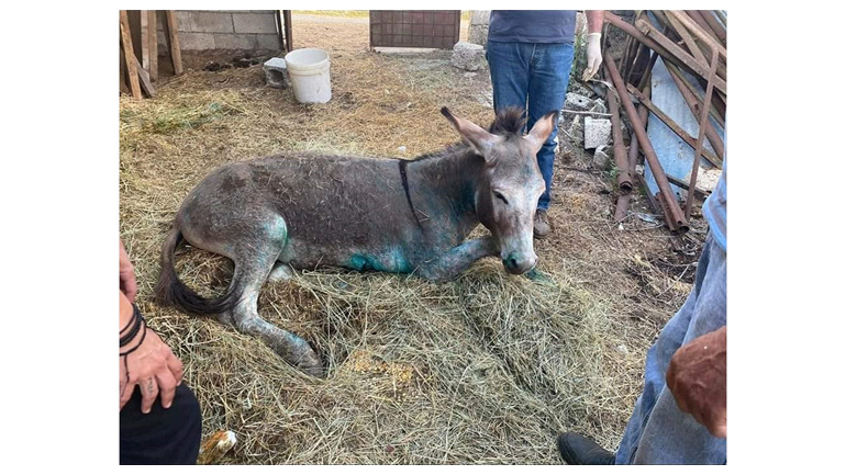 Αποχαιρετισμός στον Ήρωα Γαϊδαράκο
