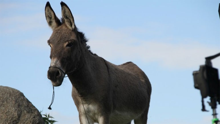 Ο γαϊδαράκος «EO» στη διεθνή κούρσα για τα Όσκαρ