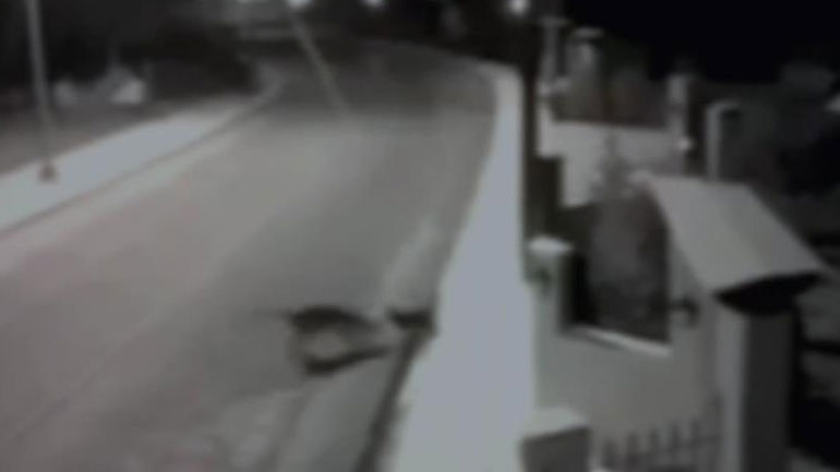 Θεσσαλονίκη: Λύκοι σκότωσαν οκτώ αδέσποτους σκύλους στο Μικρό Μοναστήρι