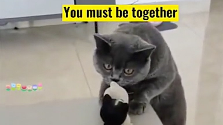 Ψυχαναγκαστικές γάτες