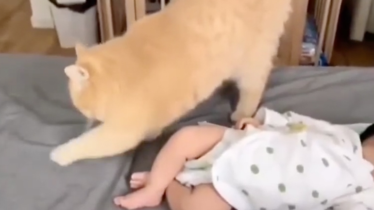 Η γάτα προσπαθεί να καλύψει τη μυρωδιά