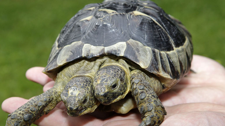 Ελβετία: Ο Ιανός κλείνει τα 25 και γίνεται η γηραιότερη εν ζωή δικέφαλη χελώνα στον κόσμο