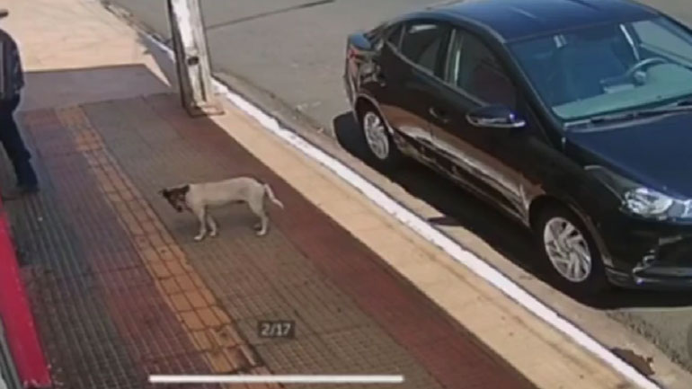 Επιτέλους ένα drive-in για σκύλους 