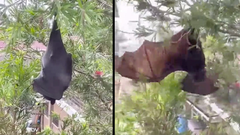 Νυχτερίδα vs άνθρωπος