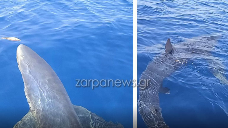 Γαλάζιος καρχαρίας πάνω από τρία μέτρα ανοιχτά των Κυθήρων