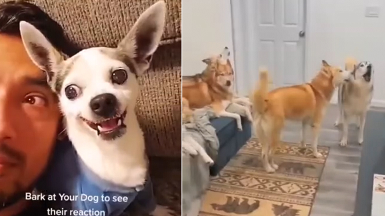 Η αντίδραση σκύλων όταν γαβγίζουν οι ιδιοκτήτες τους