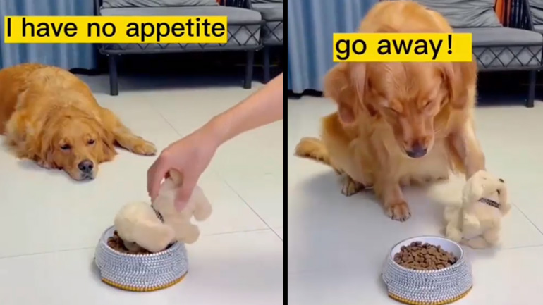 Ο σκύλος δεν μοιράζεται το φαγητό του 
