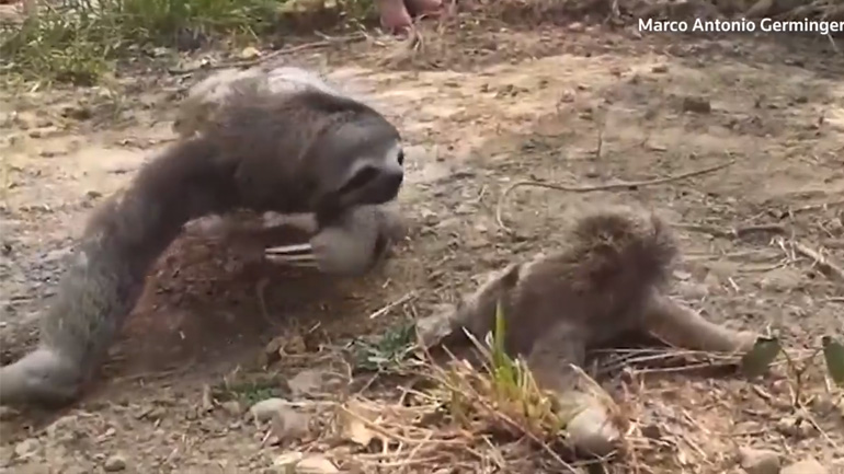 Μαμά βραδύπους βρίσκει το μωρό της μετά από δασική πυρκαγιά