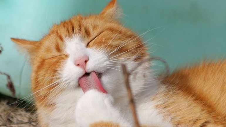 Ποια διατροφή είναι κατάλληλη για στειρωμένες γάτες;