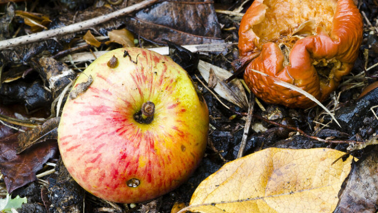 H τάση για κατανάλωση αλκοόλ προέρχεται από την προτίμηση των μακρινών προγόνων μας για σάπια φρούτα