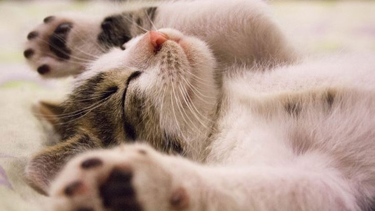 Γιατί οι γάτες κοιμούνται τόσες ώρες;
