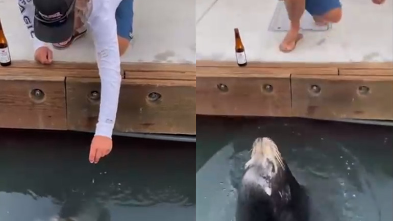 Φώκια τρομάζει έναν άνδρα