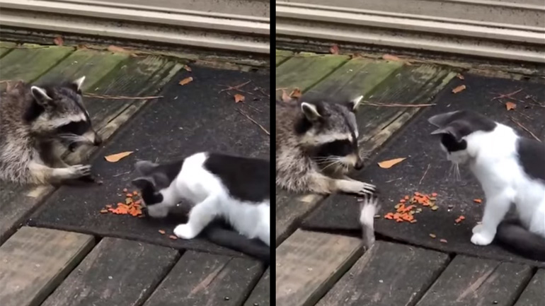 Κλέφτης φαγητού