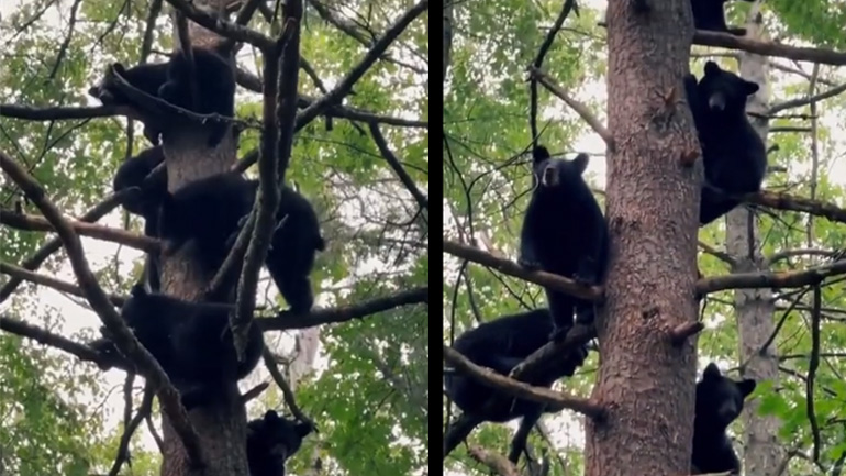 Το αρκουδόδεντρο