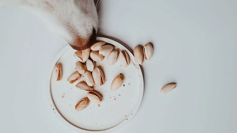 Γιατί δεν πρέπει να δίνουμε ξηρούς καρπούς στον σκύλο μας