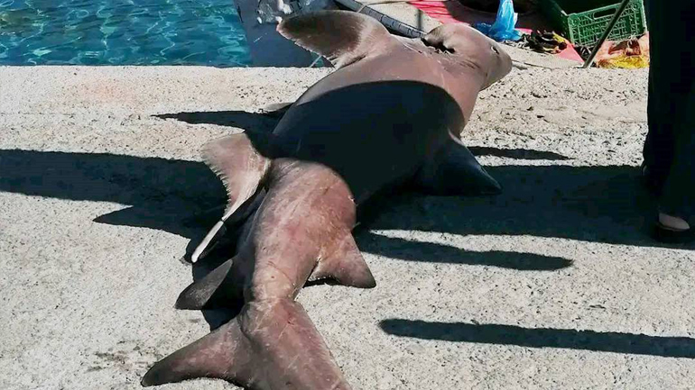 Χανιά: Μεγάλος καρχαρίας πιάστηκε από ψαράδες