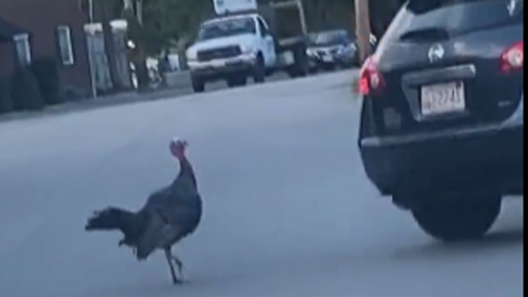 Η εκδίκηση της γαλοπούλας