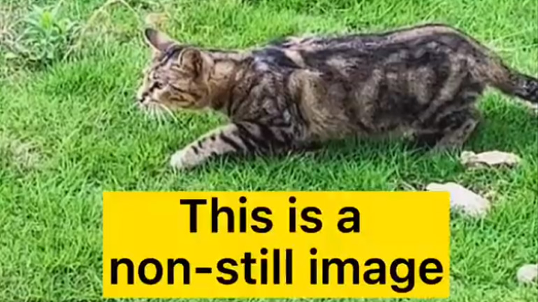 Αρουραίος vs γάτα