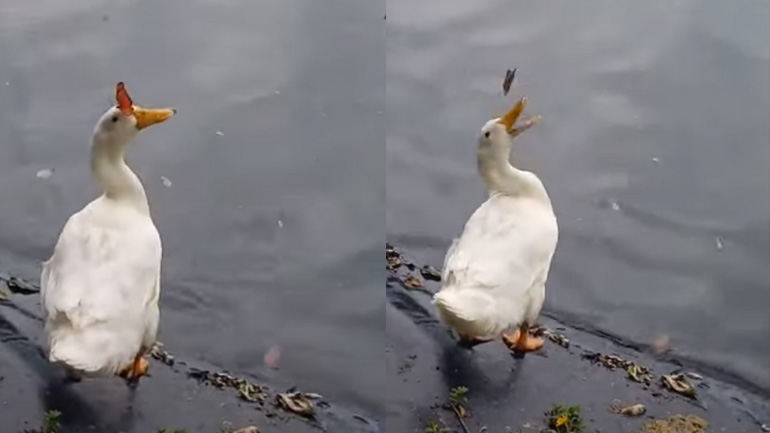 Πεταλούδα τρολάρει μια πάπια