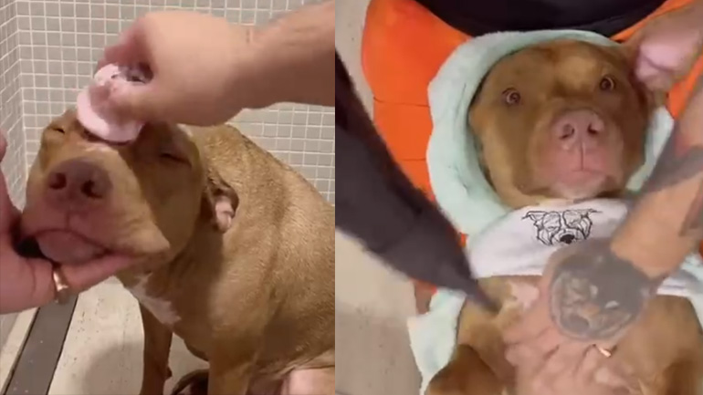 Σκύλος κάνει beaute