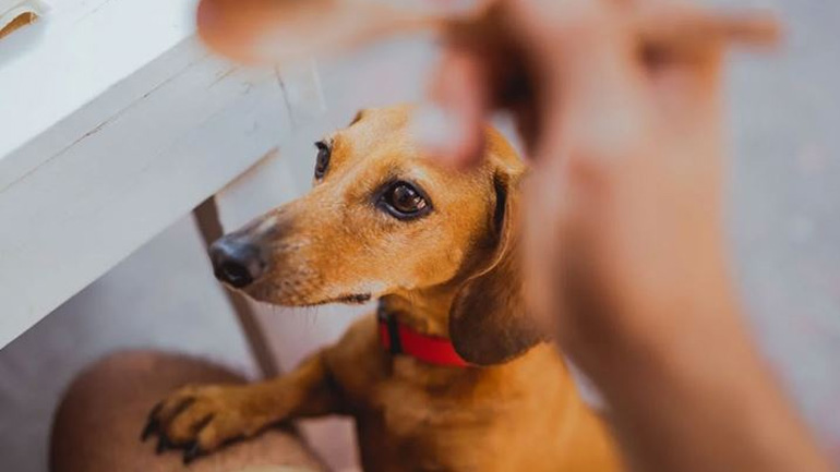 Πότε αρρωσταίνει ο σκύλος μας;