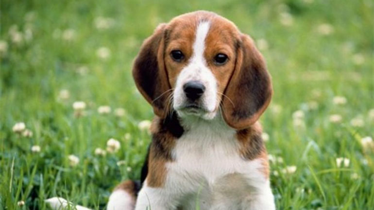 Συναυλία για τα περιπλανώμενα – αδέσποτα ζωάκια από τη Λαϊκή Ορχήστρα «Μίκης Θεοδωράκης»