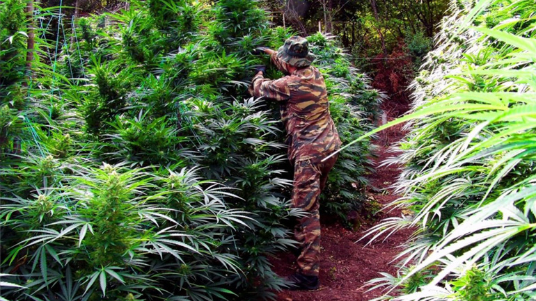 Μεγάλη αστυνομική επιχείρηση στον Όλυμπο: Πάνω από 5000 δενδρύλλια κάνναβης – Δύο συλληφθέντες