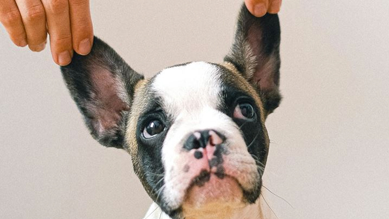 Κάθε πότε πρέπει να καθαρίζετε τα αυτιά του σκύλου σας