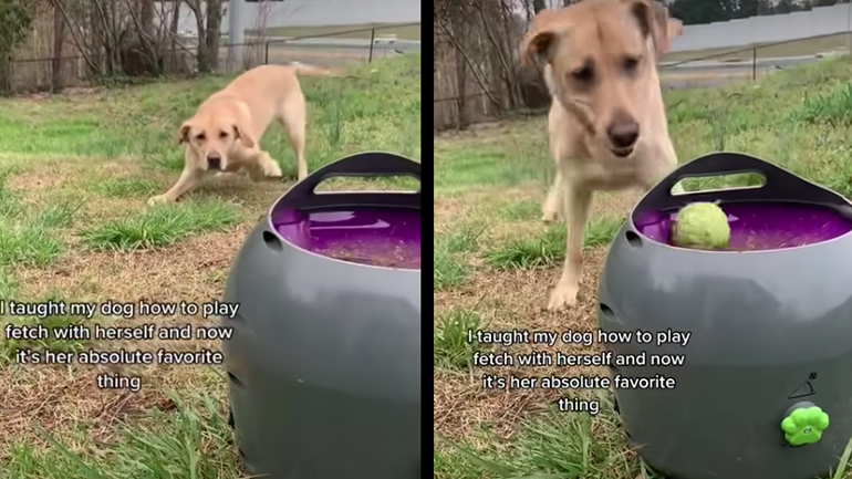 Σκύλος παίζει με τον αυτόματο εκτοξευτή μπάλας 