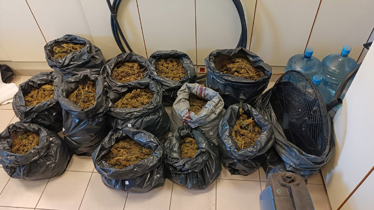 Ολοκληρώθηκε η μεγάλη αστυνομική επιχείρηση στον Όλυμπο με πάνω από 5000 δενδρύλλια κάνναβης