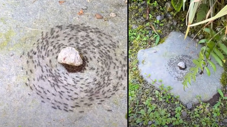 Πόσα μυρμήγκια υπάρχουν στη Γη;