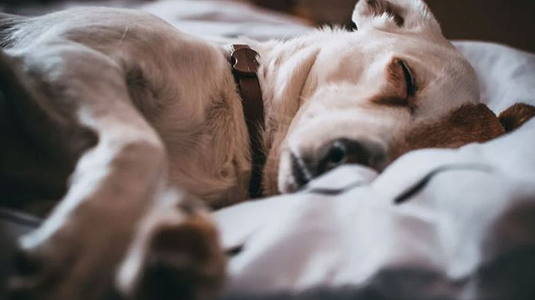 Πώς θα καταλάβετε ότι το κατοικίδιο σας ταλαιπωρείται από πεπτικές διαταραχές