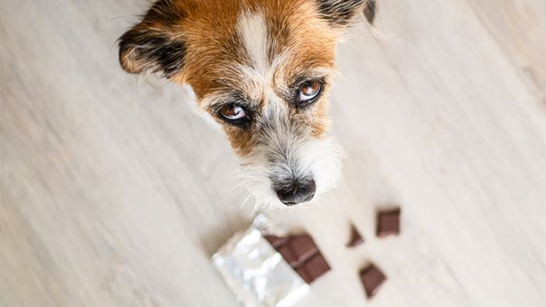 Τι μπορεί να συμβεί εάν δώσετε σοκολάτα στον σκύλο