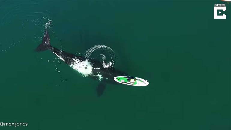 Το απίθανο παιχνίδι μιας φάλαινας μ’ ένα κανό