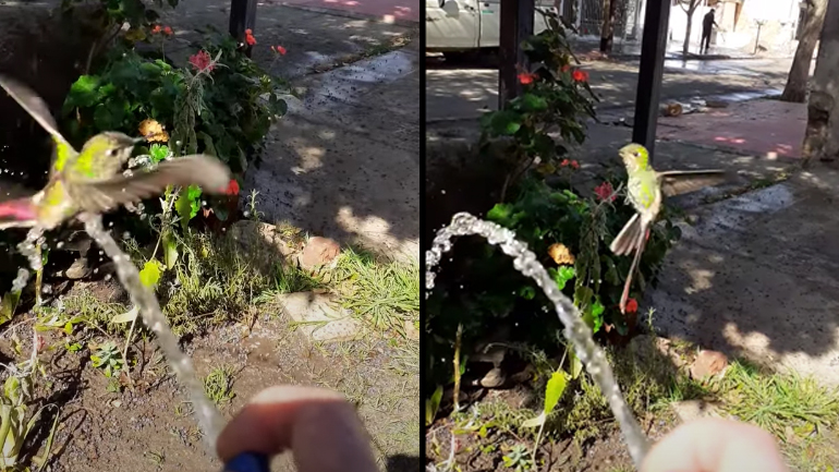 Κολιμπρί κάνει μπάνιο στο λάστιχο