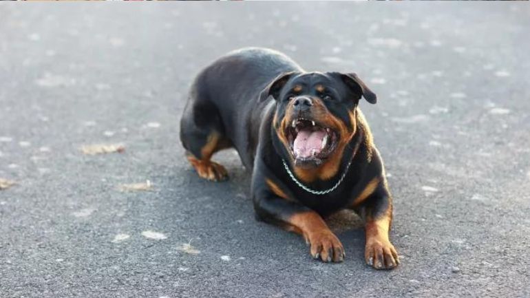 Κατερίνη: Επίθεση από σκυλιά δέχθηκε 85χρονη