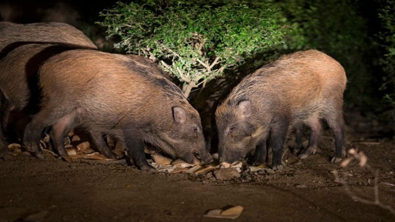 Δήμαρχος Νεάπολης-Συκεών: Τουλάχιστον 9.000 αγριόχοιροι γύρω από τη Θεσσαλονίκη Δήμαρχος Νεάπολης-Συκεών: Τουλάχιστον 9.000 αγριόχοιροι γύρω από τη Θεσσαλονίκη