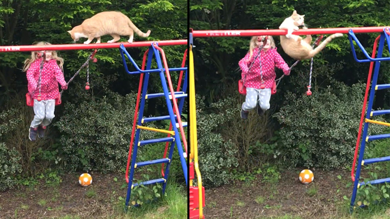 Γάτα ισορροπεί σε μια κούνια