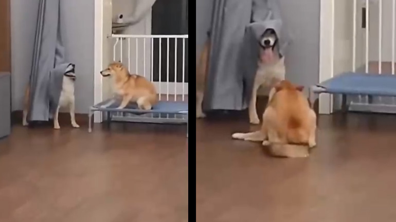 Δύο σκύλοι διασκεδάζουν μόνοι τους με έναν πολύ αστείο τρόπο