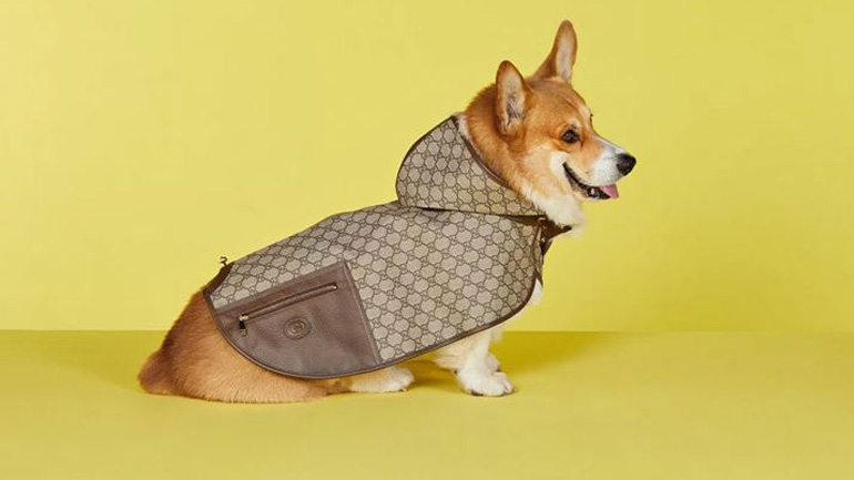 Πόσο απαραίτητα είναι τελικά τα ρούχα στους σκύλους