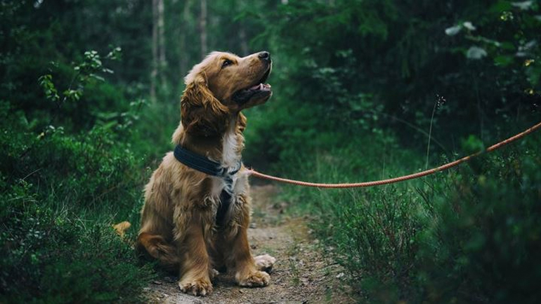 Πώς να σώσετε το ζωάκι σας από φόλα